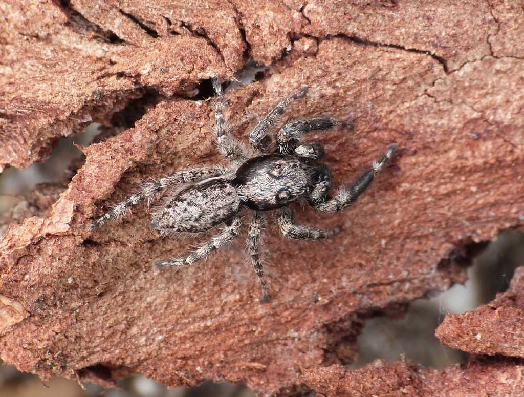 Maschio (?) di Menemerus sp. - Torrimpietra (RM)